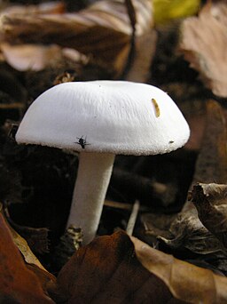 Verfärbender Schneckling, Hygrophorus discoxanthus