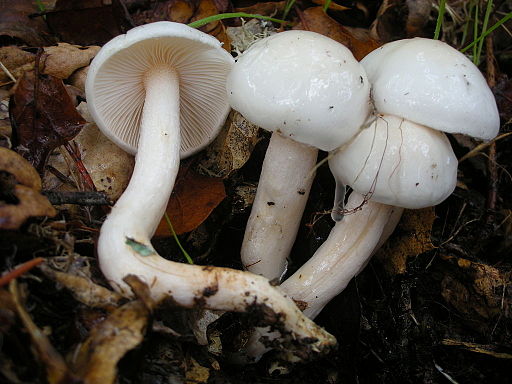 Elfenbein-Schneckling