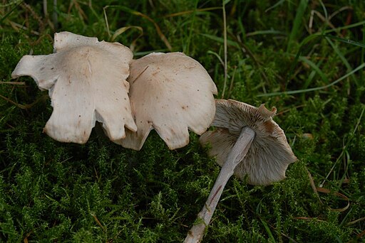 Elfenbein-Schneckling, Hygrophorus eburneus