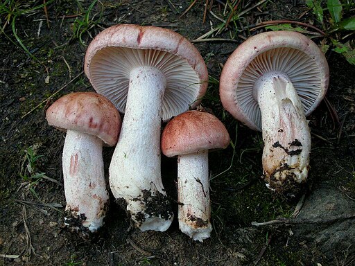 Rasiger Purpur-Schneckling, Hygrophorus erubescens