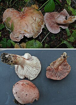 Rasiger Purpur-Schneckling, Hygrophorus erubescens