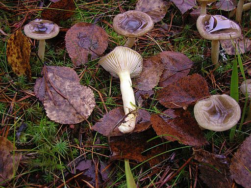 Frost-Schneckling, Hygrophorus hypothejus