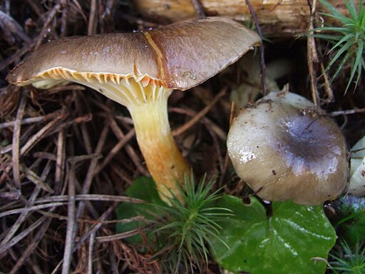 Frost-Schneckling, Hygrophorus hypothejus