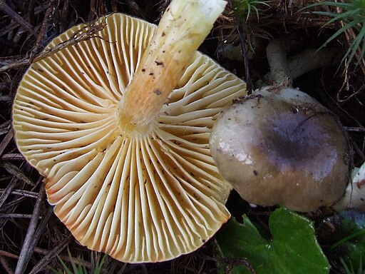Frost-Schneckling, Hygrophorus hypothejus
