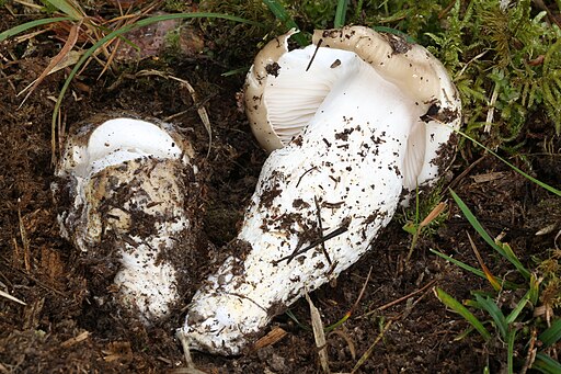 Großer Kiefern-Schneckling, Hygrophorus latitabundus