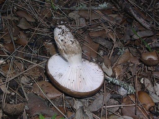 Großer Kiefern-Schneckling, Hygrophorus latitabundus