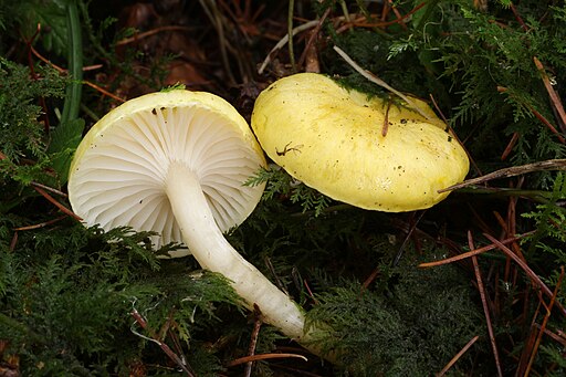 Lärchen-Schneckling, Hygrophorus lucorum