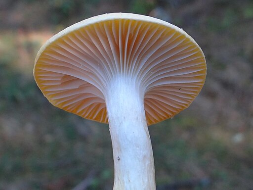 Lärchen-Schneckling, Hygrophorus lucorum