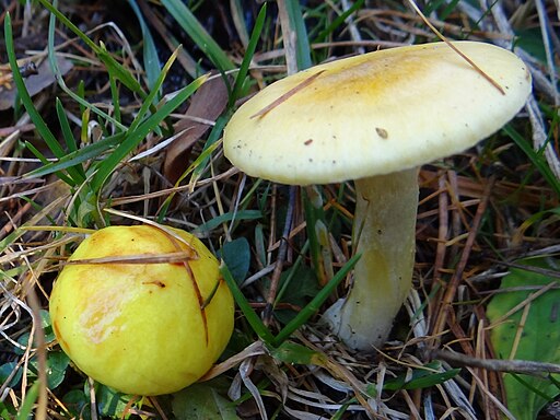 Lärchen-Schneckling, Hygrophorus lucorum