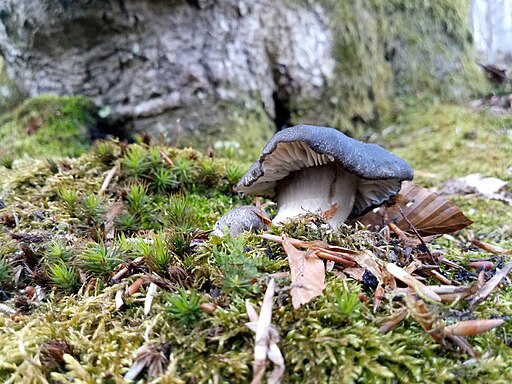 März-Schneckling, Hygrophorus marzuolus
