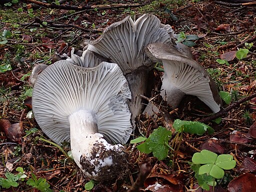 März-Schneckling, Hygrophorus marzuolus