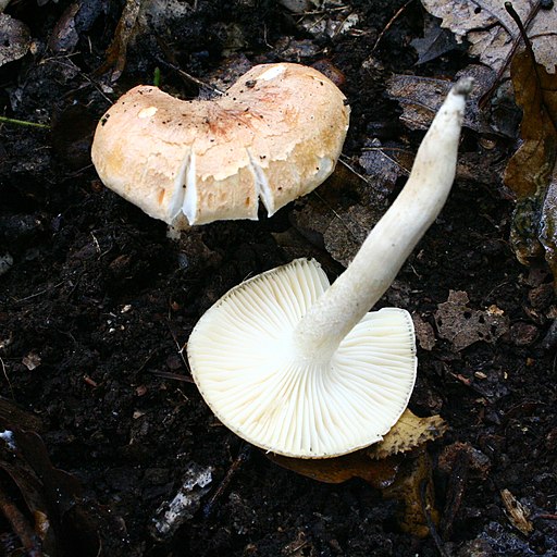Wald-Schneckling, Hygrophorus nemoreus