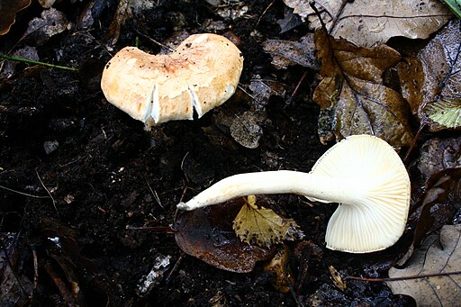 Wald-Schneckling, Hygrophorus nemoreus