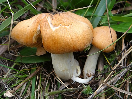 Wald-Schneckling, Hygrophorus nemoreus