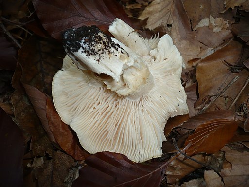 Isabellrötlicher Schneckling, Hygrophorus poetarum