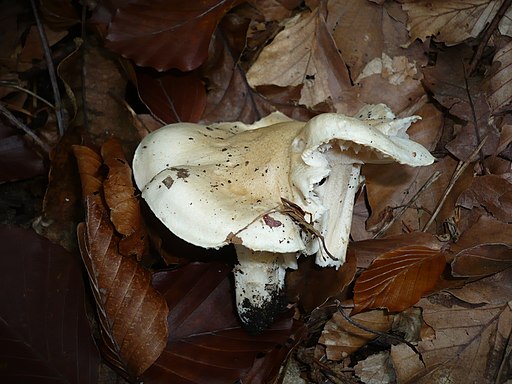 Isabellrötlicher Schneckling, Hygrophorus poetarum