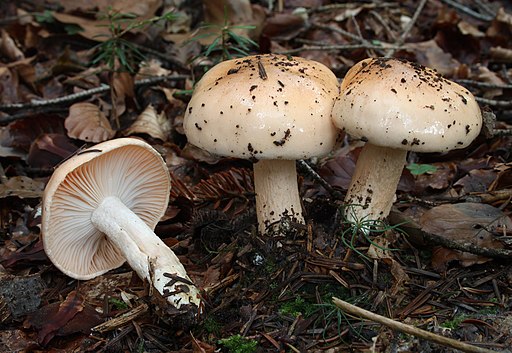Orange-Schneckling, Hygrophorus pudorinus