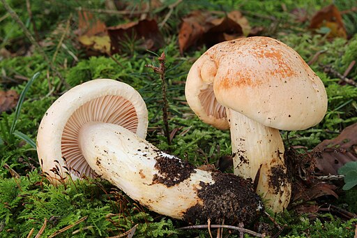 Orange-Schneckling, Hygrophorus pudorinus