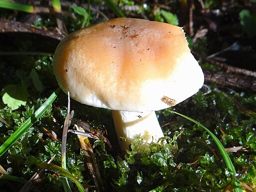Orange-Schneckling, Hygrophorus pudorinus