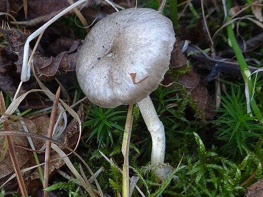 Schwarzpunktierter Schneckling, Hygrophorus pustulatus