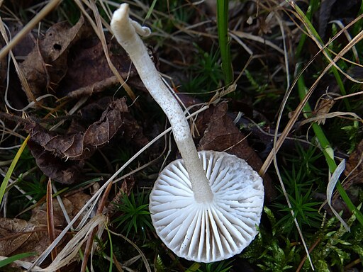 Schwarzpunktierter Schneckling, Hygrophorus pustulatus