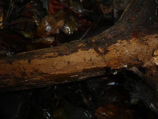 Zimtbrauner Borstenscheibling, Hymenochaete cinnamomea