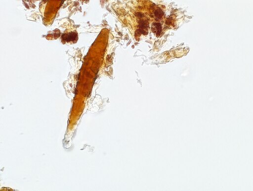 Blutroter Borstenscheibling, Hymenochaete cruenta