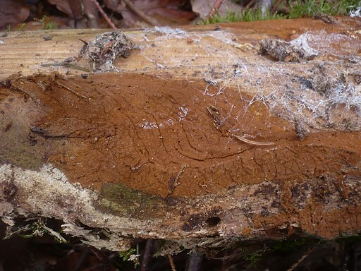 Dunkelbrauner Borstenscheibling, Hymenochaete fuliginosa