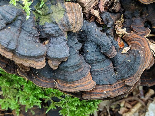 Umberbrauner Borstenscheibling, Hymenochaete rubiginosa