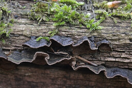 Umberbrauner Borstenscheibling, Hymenochaete rubiginosa