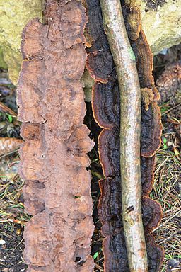 Tabakbrauner Borstenscheibling, Hymenochaete tabacina