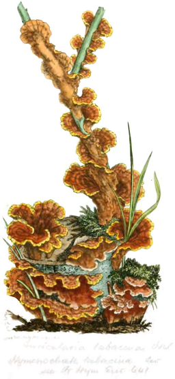 Tabakbrauner Borstenscheibling, Hymenochaete tabacina