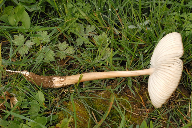 Grubiger Wurzelrübling