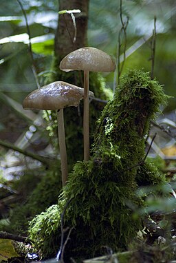 Grubiger Wurzelrübling, Hymenopellis radicata