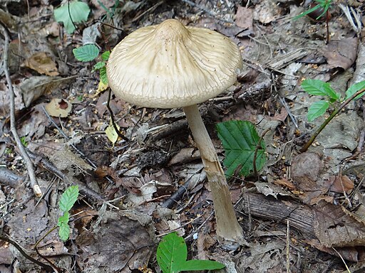Grubiger Wurzelrübling, Hymenopellis radicata