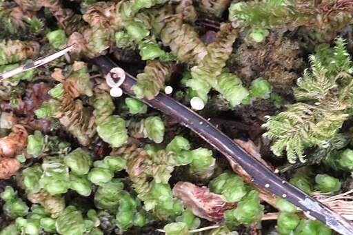 Falsches Weißes Stängelbecherchen, Hymenoscyphus fraxineus