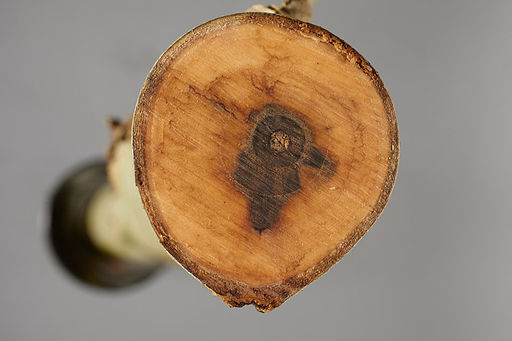 Falsches Weißes Stängelbecherchen, Hymenoscyphus fraxineus