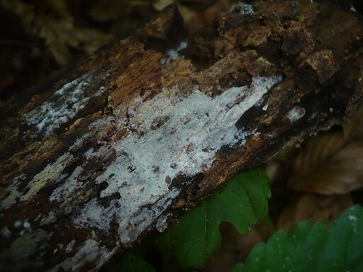 Tonfarbener Rindenpilz, Hyphoderma argillaceum