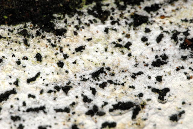 Tonfarbener Rindenpilz, Hyphoderma argillaceum