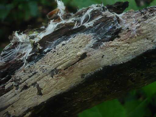 Rosafleckiger Rindenpilz