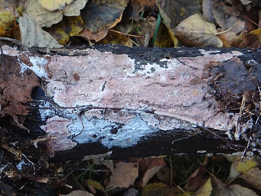 Rosafleckiger Rindenpilz, Hyphoderma roseocremeum