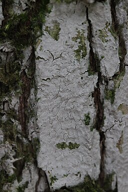 Holunder-Rindenpilz, Hyphodontia sambuci