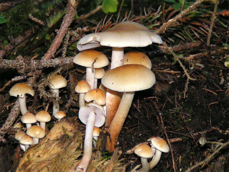 Graublättriger Schwefelkopf