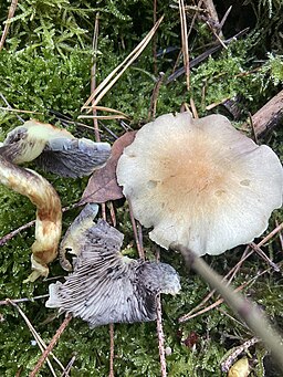 Graublättriger Schwefelkopf, Hypholoma capnoides