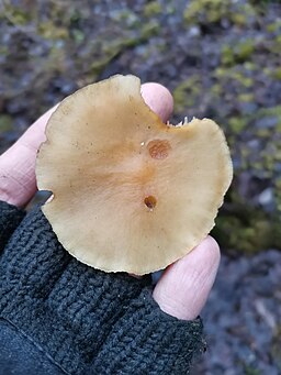 Graublättriger Schwefelkopf, Hypholoma capnoides