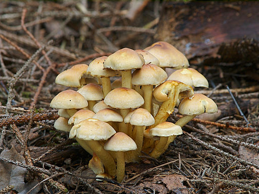 Grünblättriger Schwefelkopf