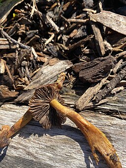 Grünblättriger Schwefelkopf, Hypholoma fasciculare