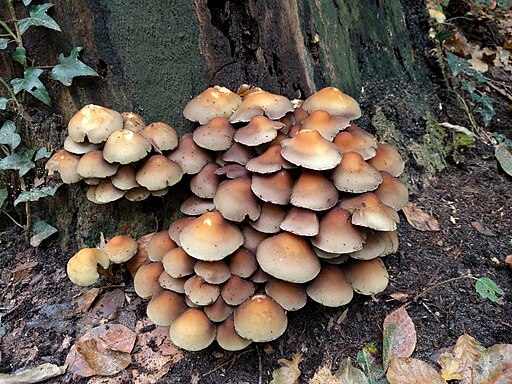 Grünblättriger Schwefelkopf, Hypholoma fasciculare