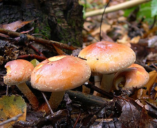 Ziegelroter Schwefelkopf