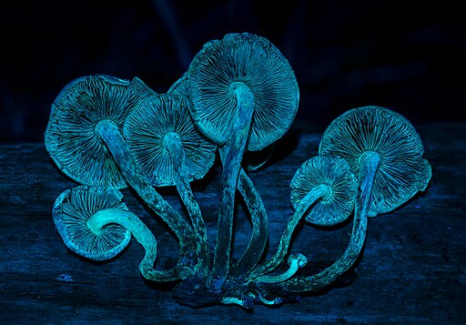 Ziegelroter Schwefelkopf, Hypholoma lateritium